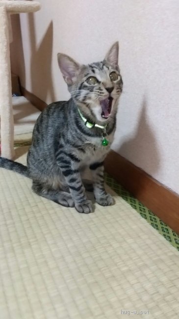 猫の里親募集 山口県 キジトラ かわいいキジトラ ハグー みんなのペット里親情報 Id 09 003