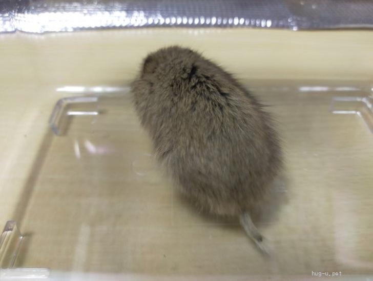 小動物の里親募集】千葉県・ネズミ・ブラントハタネズミ（ID:2305