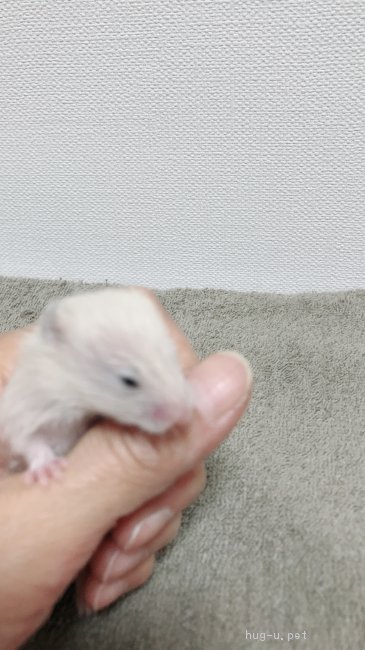 小動物の里親募集 東京都 ハムスター 可愛い赤ちゃんです ハグー みんなのペット里親情報 Id 1811