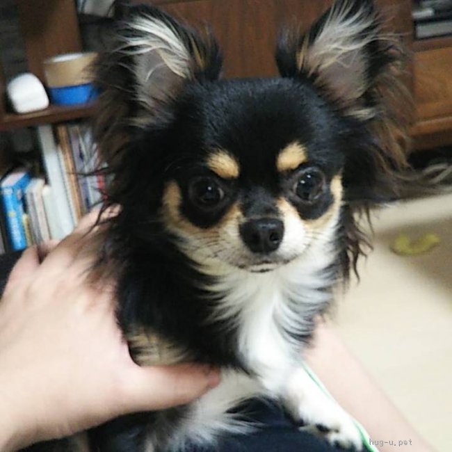 【犬の里親募集】北海道・チワワ(ロング)・慣れればすごく甘えん坊になります！！｜ハグー‐みんなのペット里親情報（ID