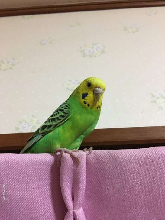 鳥の里親募集】大阪府・インコ・仲良しセキセイペア（ID:2103-00228）｜ハグー -みんなのペット里親情報