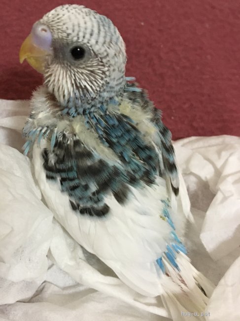 鳥の里親募集 大阪府 インコ 白地に青い綺麗な雛ちゃん セキセイ ハグー みんなのペット里親情報 Id 07