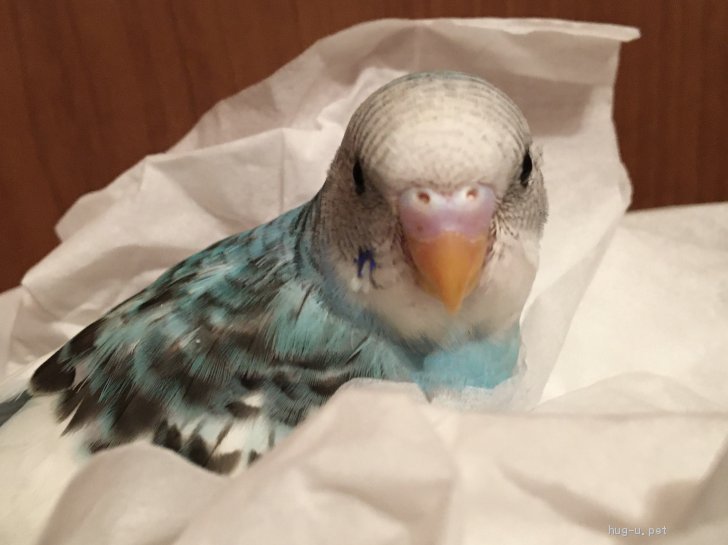 鳥の里親募集 大阪府 インコ 白地に青い綺麗な雛ちゃん セキセイ ハグー みんなのペット里親情報 Id 07