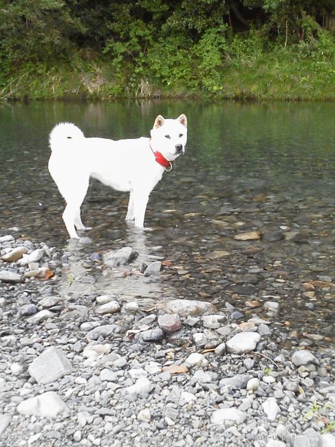 犬の里親募集 三重県 紀州犬 里親急募 ハグー みんなのペット里親情報 Id 1902