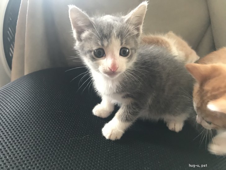 猫の里親募集 北海道 雑種 生後1ヶ月 ハチワレ グレー白の子猫 Id 1909 ハグー みんなのペット里親情報