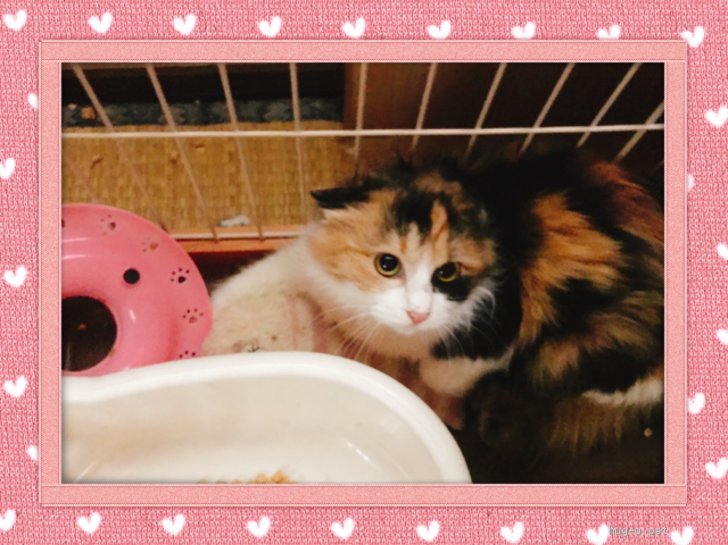 猫の里親募集】福岡県・雑種・黒猫母さんの子ども達 ふわふわ三毛