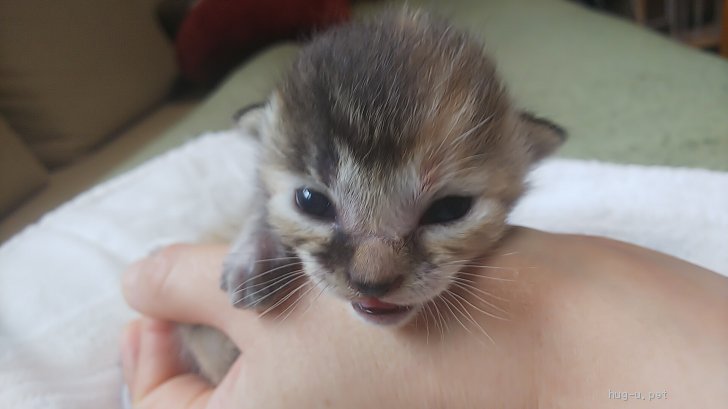 猫の里親募集 長野県 雑種 産まれたてです 可愛がってくださる方 Id 06 ハグー みんなのペット里親情報