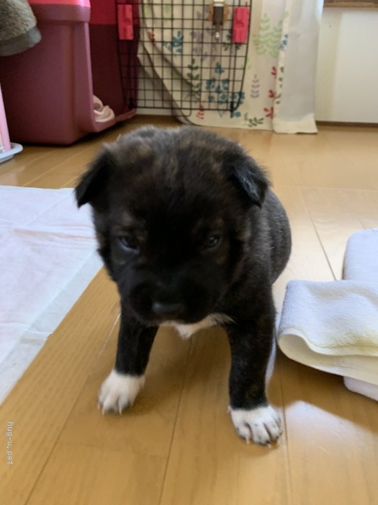 犬の里親募集 京都府 甲斐犬 可愛い甲斐犬です ハグー みんなのペット里親情報 Id 1903