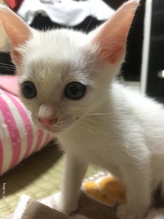 猫の里親募集 福岡県 雑種 ７匹の青い目の生後5週間の子猫ちゃんの里親さん探し ハグー みんなのペット里親情報 Id 1808