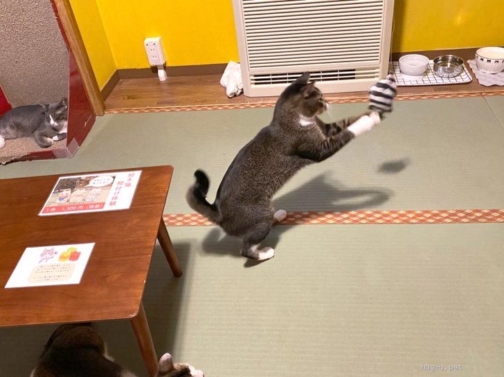 猫の里親募集】東京都・雑種・元気いっぱいやんちゃな『ムックヤン 