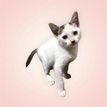 猫 × サバ白の里親募集一覧｜ハグー -みんなのペット里親情報