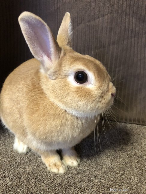 小動物の里親募集】埼玉県・ウサギ・ネザーランドドワーフ女の子（ID
