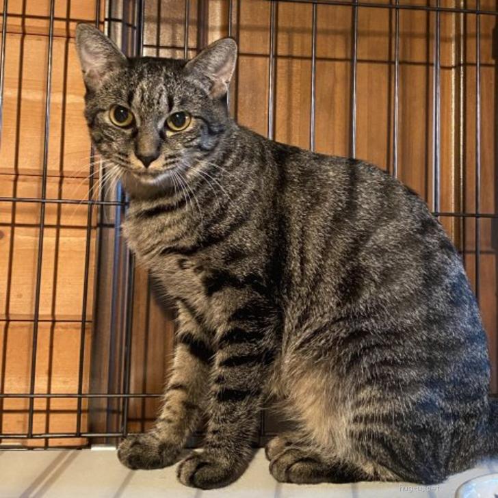 猫の里親募集 千葉県 雑種 お外で出産し庭先に現れた親子猫の母猫リロちゃん Id 2210 ハグー みんなのペット里親情報