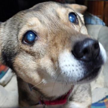 犬の里親募集】兵庫県・柴犬・穏やかで美人な柴犬の女の子、ナナちゃん