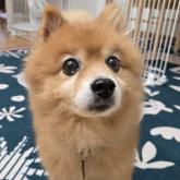 ポメラニアン