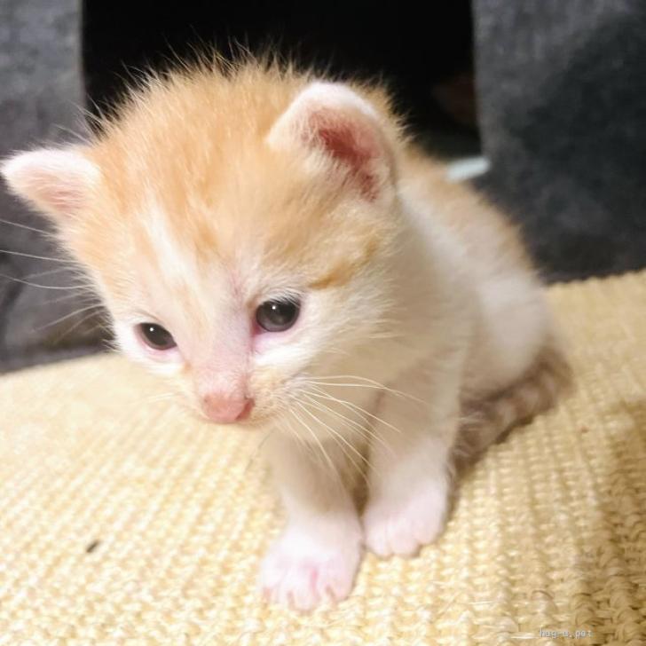 猫の里親募集】千葉県・雑種・かわいい4匹のいのちたち（ID:2310-00489）｜ハグー -みんなのペット里親情報