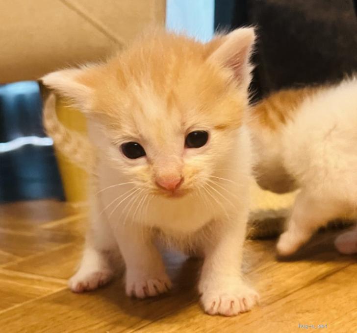 猫の里親募集】千葉県・雑種・かわいい4匹のいのちたち（ID:2310-00488）｜ハグー -みんなのペット里親情報