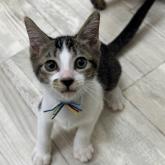 雑種