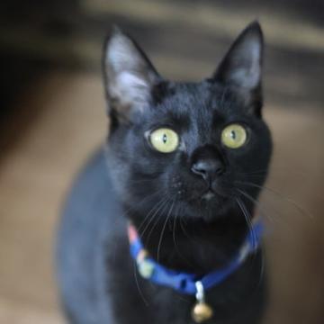 猫の里親募集】東京都・雑種・【5/11新橋】少しなでれるように☆ミント