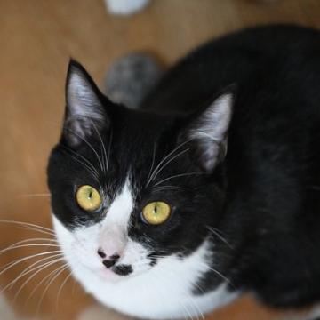 猫の里親募集】東京都・雑種・23－36 ほくろ付きの黒白ちゃん（ID:2307