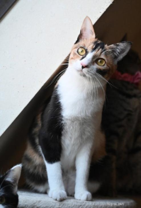 猫の里親募集】東京都・雑種・23－9 短尾の三毛ちゃん！（ID:2306