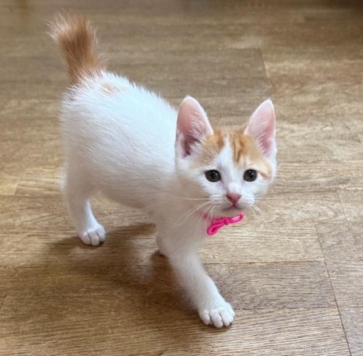 猫の里親募集】東京都・雑種・25－23 コマッタ顔の白茶ちゃん（ID:2506