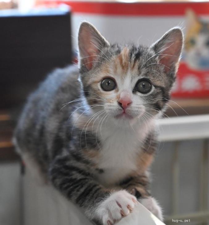 猫の里親募集】東京都・雑種・23－66 超美形のシマ三毛ちゃん（ID:2312