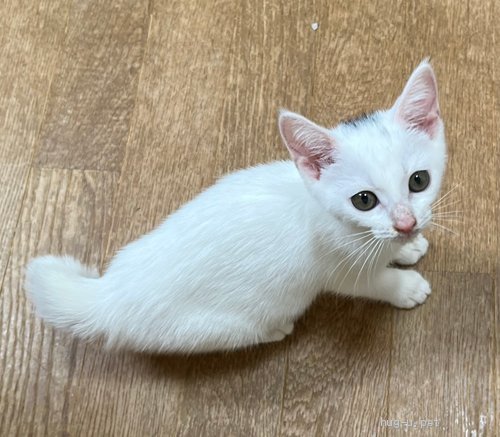 新しいコレクション 白猫様確認用 | admission.ggu.edu