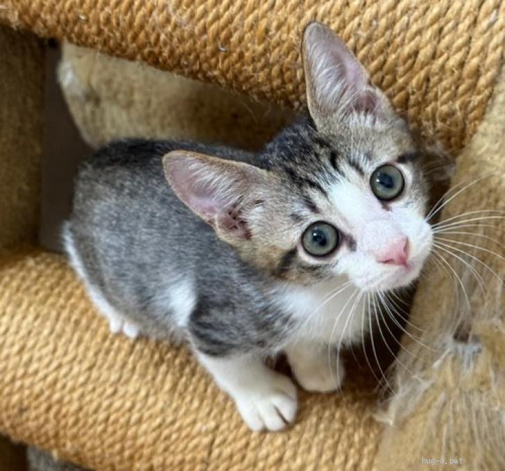 猫の里親募集】東京都・雑種・24－22 キジ白ハチワレくん（ID:2407