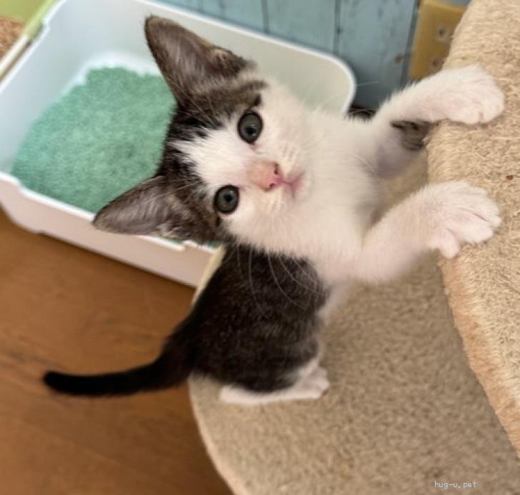 猫の里親募集】東京都・雑種・25－18 綺麗なハチワレちゃんです（ID