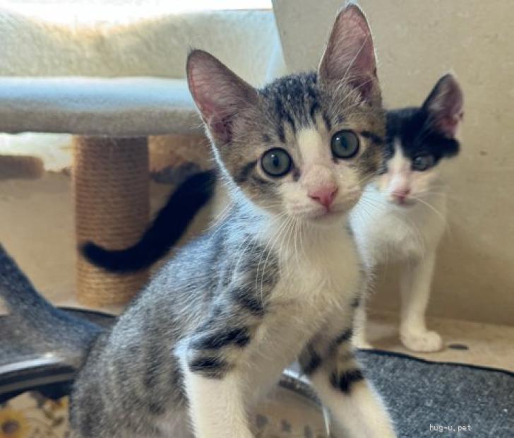 猫の里親募集】東京都・雑種・24－22 キジ白ハチワレくん（ID:2407