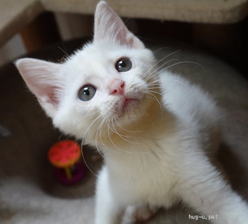猫の里親募集】東京都・雑種・25－70 プリティ白猫（ID:2509-00942