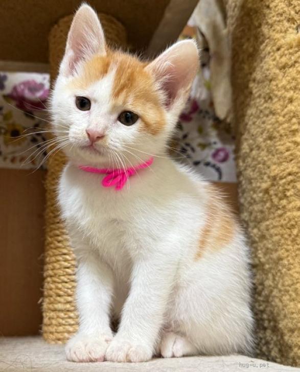 猫の里親募集】東京都・雑種・25－23 コマッタ顔の白茶ちゃん（ID:2506