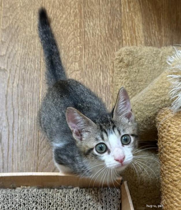 猫の里親募集】東京都・雑種・24－22 キジ白ハチワレくん（ID:2407