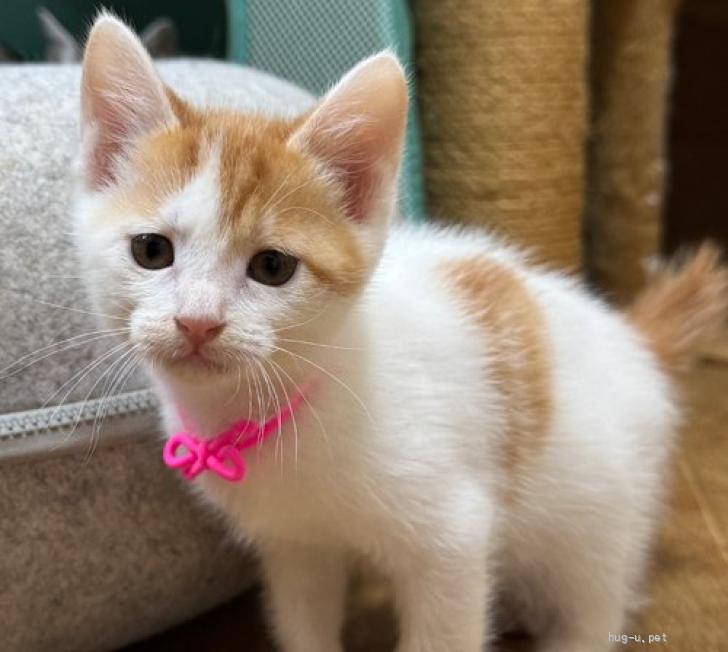 猫の里親募集】東京都・雑種・25－23 コマッタ顔の白茶ちゃん（ID:2506