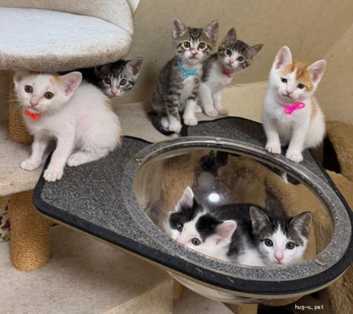 猫の里親募集】東京都・雑種・25－18 綺麗なハチワレちゃんです（ID