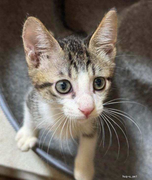 猫の里親募集】東京都・雑種・24－22 キジ白ハチワレくん（ID:2407