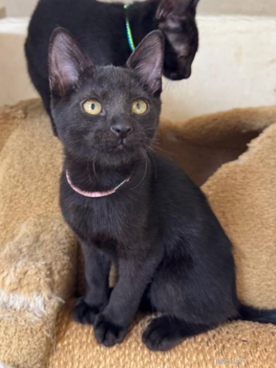 猫の里親募集】東京都・雑種・25－79 黒5兄弟-ピンクちゃん（ID:2509