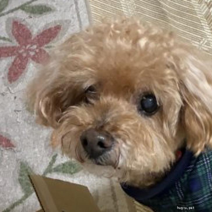 犬の里親募集】大阪府・トイプードル・急募！トイプードル（飼い主が 