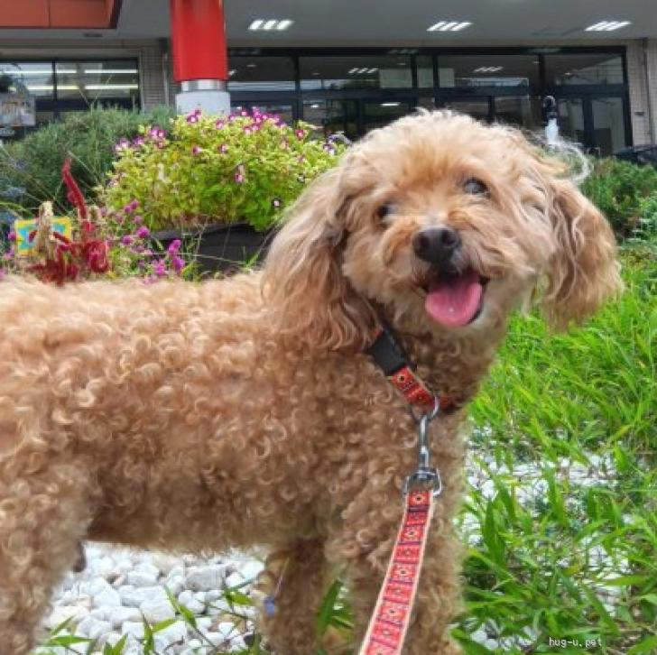 犬の里親募集】大阪府・トイプードル・急募！トイプードル（飼い主が 