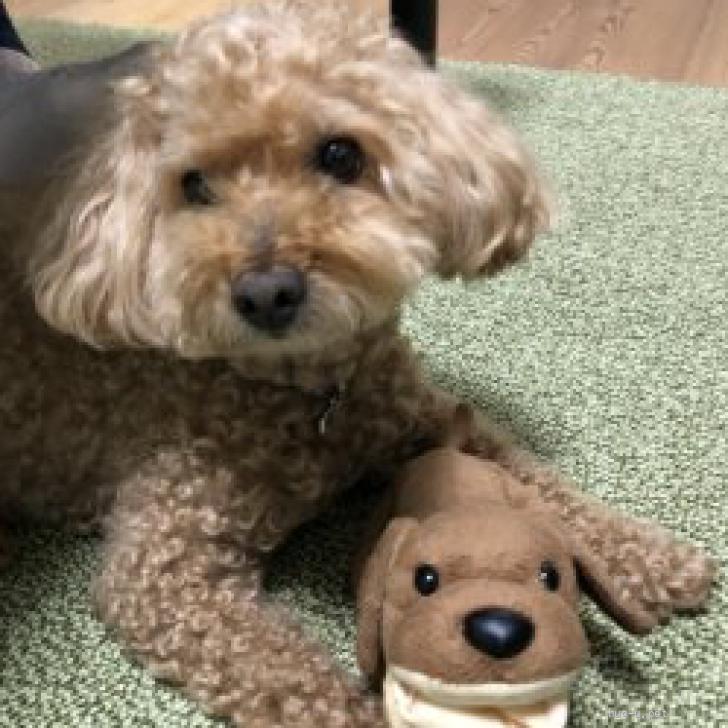 犬の里親募集】大阪府・トイプードル・急募！トイプードル（飼い主が 