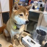 柴犬