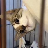 雑種