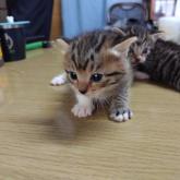 雑種