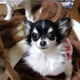 チワワ(ロング)