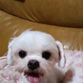 チワワ(ロング)