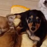 ミニチュアダックスフンド(ロング)