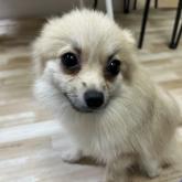 ポメラニアン