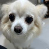 チワワ(ロング)