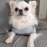 チワワ(ロング)